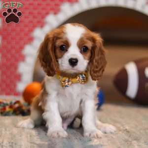 Pepper, Cavalier King Charles Spaniel Puppy